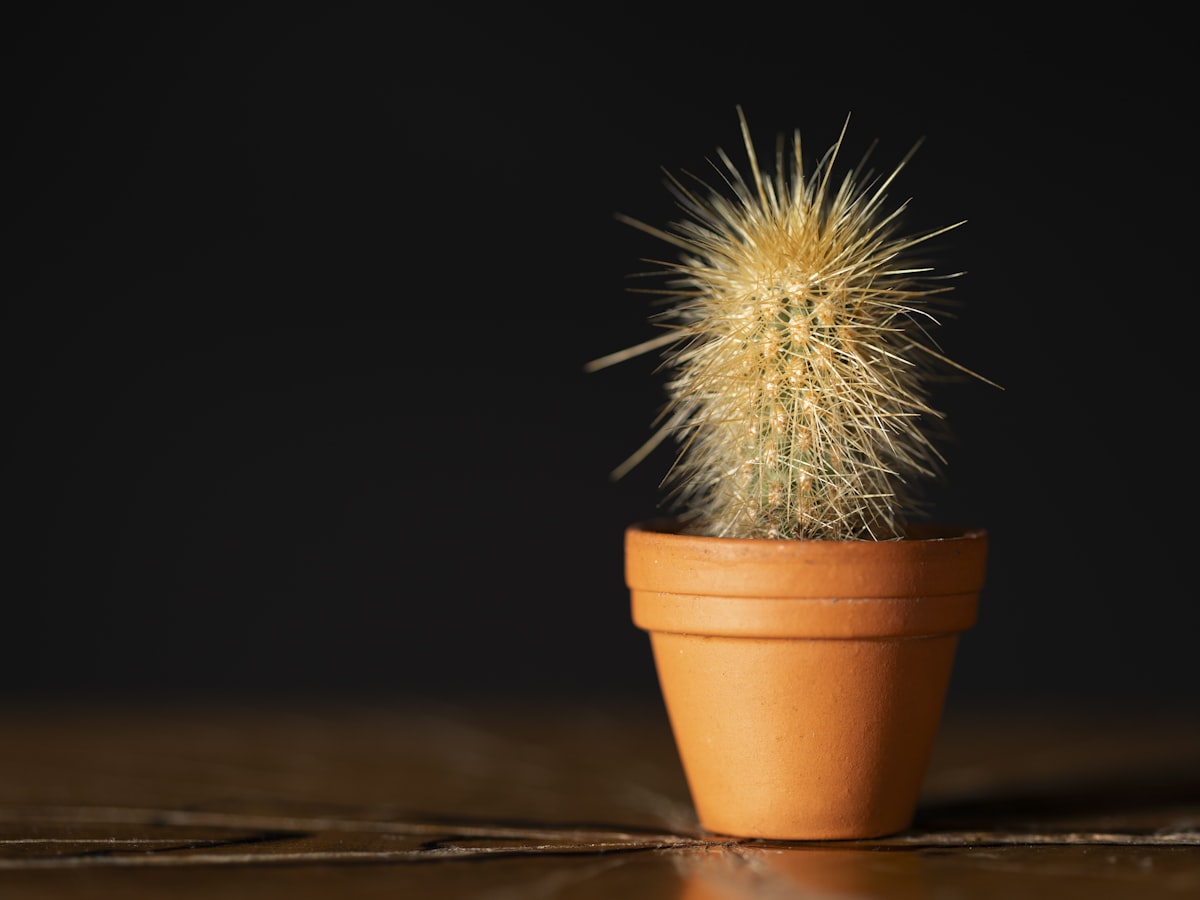 Desert botanical